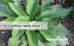 Read more about the article Is Comfrey really toxic?