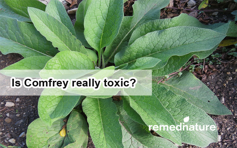 You are currently viewing Is Comfrey really toxic?